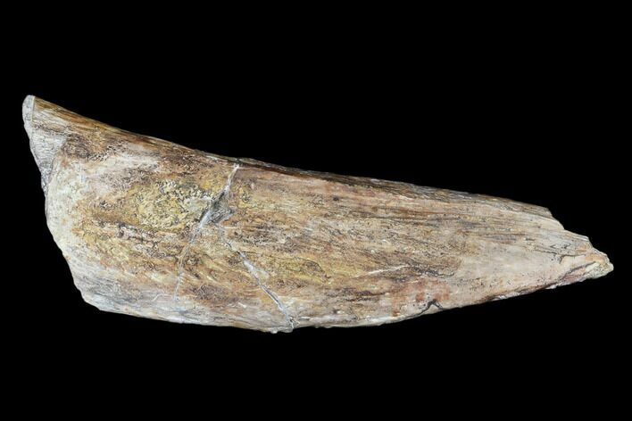 Permian Synapsid (Dimetrodon) Bone - Texas #181307